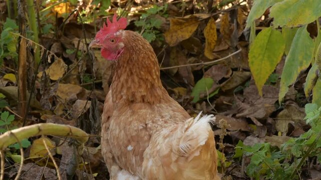 Close-up footage of a brown hen scratching and pecking at the soil in an autumn vegetable garden. 