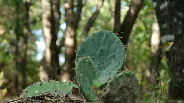 Prickly Pear Cactus Pad Growing in a Shaded North Texas Woodland Environment