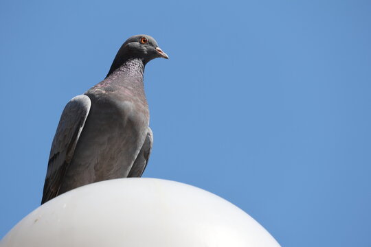 Gray pigeon perched on a white spherical street lamp against blue sky   