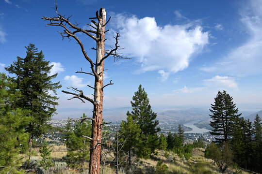 A park landscape in the city of Kamloops with the Thompson River in the background.