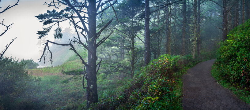 Beautiful wide panoramic view of a hiking trail in a misty green forest at sunrise