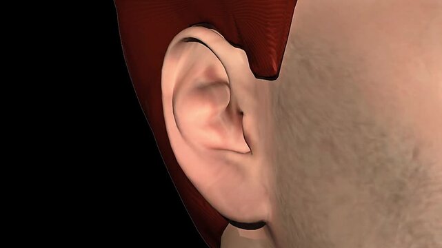 Human ear anatomy with labeled outer, middle, and inner ear parts involved in hearing and balance.