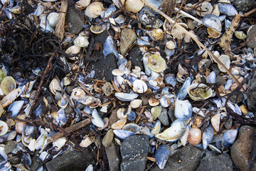 Collection of washed-up marine bivalve shells © Sofia Alves