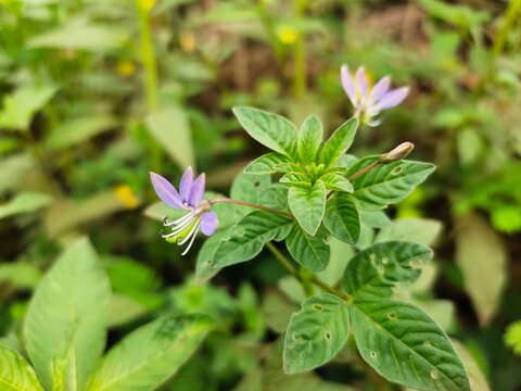 Purple cleome is a tropical plant with medicinal properties