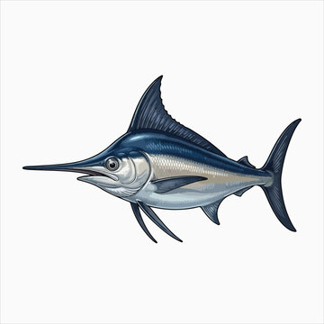 Black Marlin fast predatory fish vector illustration