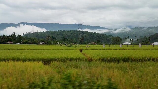 beautiful landscape view of mountain and ricefield in Aceh, Indonesia