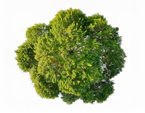 cornus florida tree plan top view cutout white background isolate lush green tree canopy a detailed aerial view for nature designs