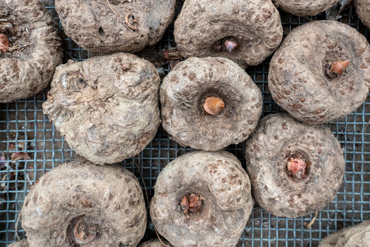 Amorphophallus corms with emerging shoots on drying rack