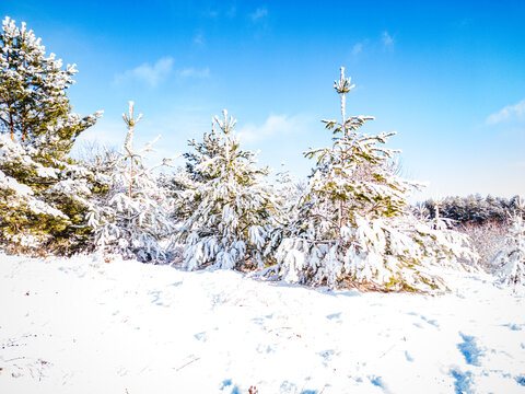 A row of small green pine trees covered with fluffy snow on a sunny winter day with a clear blue sky.