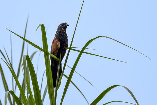 Greater Coucal (Centropus sinensis) Perched Among Tall Grasses