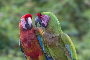 Fototapeta premium Pair of Military Macaw (Ara militaris) and Hybrid Macaw Perched Together