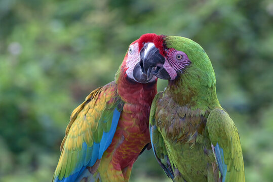 Pair of Military Macaw (Ara militaris) and Hybrid Macaw Perched Together