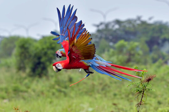 Scarlet Macaw (Ara macao) Flying with Open Wings Over Green Landscape