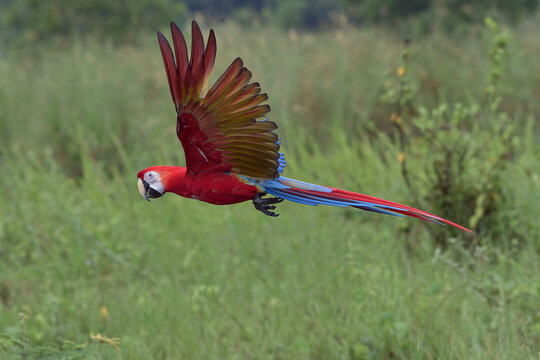 Scarlet Macaw (Ara macao) Flying with Open Wings Over Green Landscape
