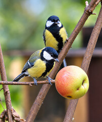 Great tit pecking at an apple on a tree branch © János István Lukács