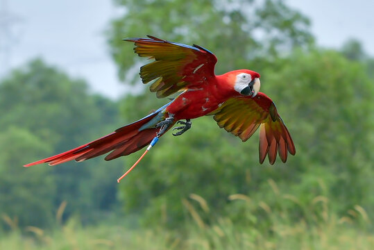 Scarlet Macaw (Ara macao) Flying with Open Wings Over Green Landscape