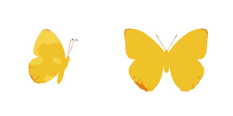 Two yellow butterflies with outstretched wings on a white background © Girish