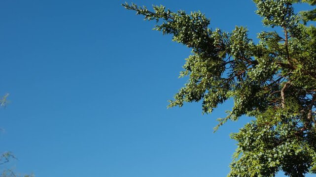 Juniper Tree Branches with Blue Berry-Like Seed Cones Against Clear Sky