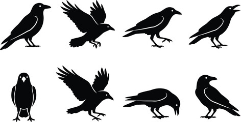 Fototapeta premium Black crow set silhouettes walking flying and perched poses