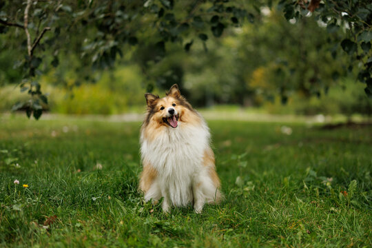 Shetland Sheepdog sitting on green grass in a park