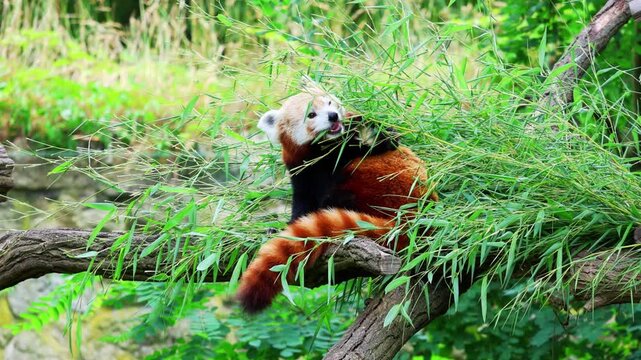 Red panda perched on tree branch while moving through bamboo foliage, turning its head in a lush forest habitat, close wildlife observation of arboreal mammal