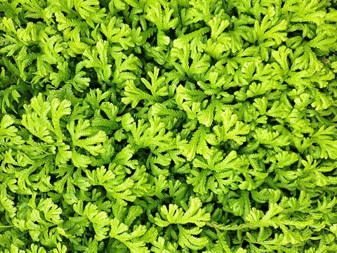 Top view of vibrant green fern leaves texture in the garden. Green background