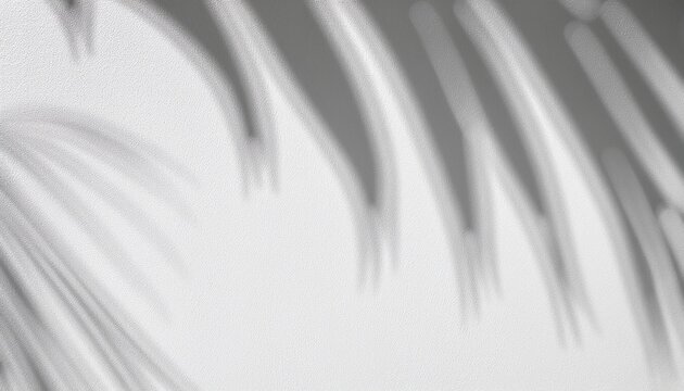 grey shadow of natural palm leaf abstract background falling on white wall texture for background and wallpaper tropical palm leaves foliage shadow overlay effect foliage mockup and design