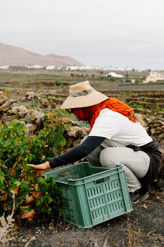 Worker squatting to harvest organic green grapes in Lanzarote.
