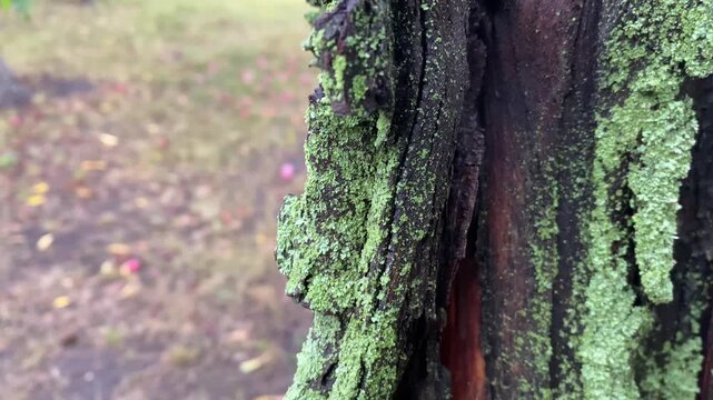old tree trunk