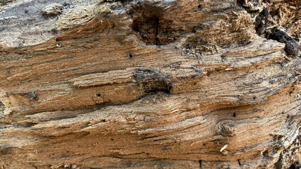 Fototapeta premium Rough splintered brown deadwood trunk surface macro texture