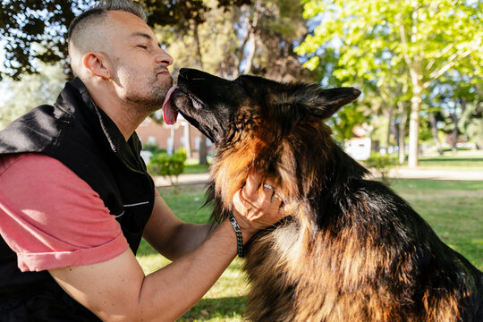 Affectionate german shepherd dog licking man's face