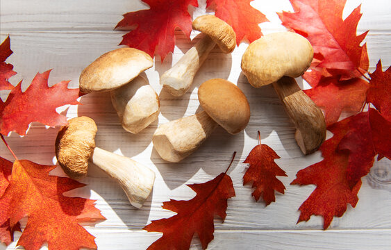 Porcini mushrooms with red autumn oak leaves