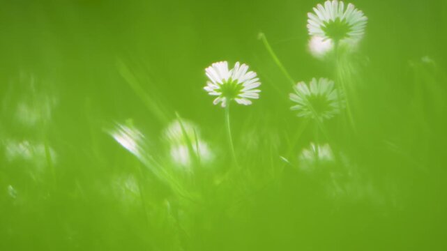 Low-angle view of white common daisies seen through a soft blurred green foreground, creating a dreamy natural garden scene with shallow depth of field.