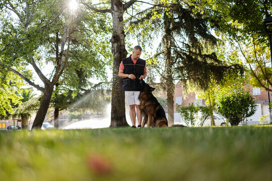 Man training german shepherd dog in park