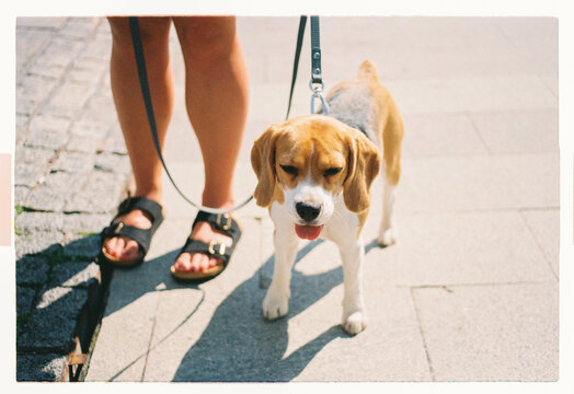 A beagle strains forward on its leash in bright sunlight