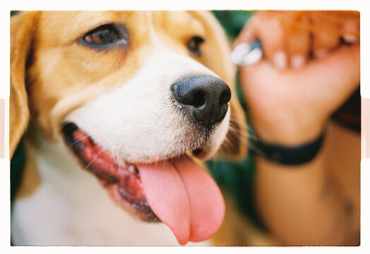 A beagle grins with tongue out as a hand scratches its neck