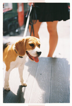 A beagle on a leash pauses on a sun-bleached boardwalk