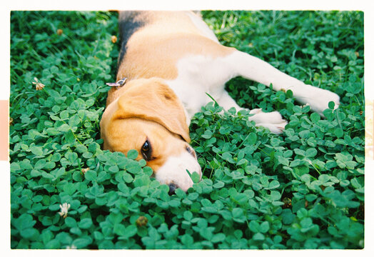 A beagle rests its head in a patch of clover