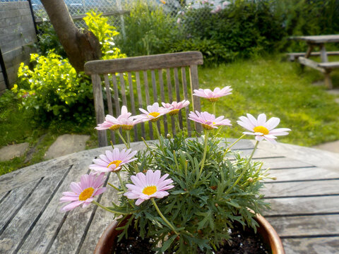 Pink Daisy Flowers in Pot on Weathered Garden Table
