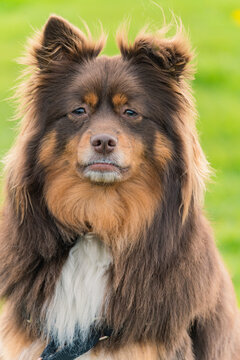 Choco the Aussie Shepperd/Collie