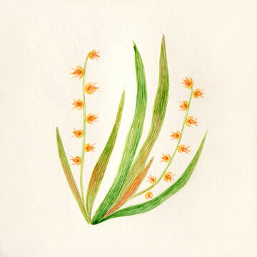 Botanical art