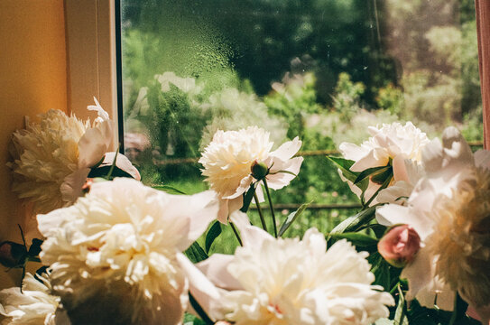 The bouquet of peonies on the windowsill