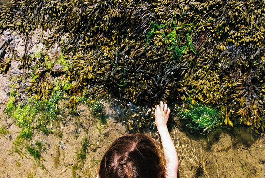 Child touching sea weed in a tide pool
