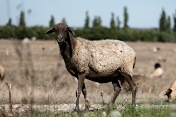 A Sheep With A Dark Face And Woolly Coat Grazing In An Open Sunny Pasture Field During Daytime © Vlad Darii
