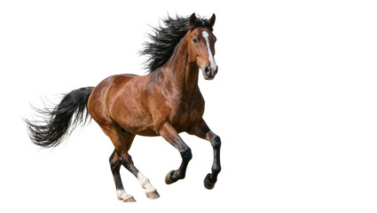 Brown horse with black mane and tail running, isolated on transparent background © Ibrian
