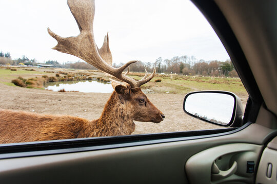 Deer Beside Safari Car Window
