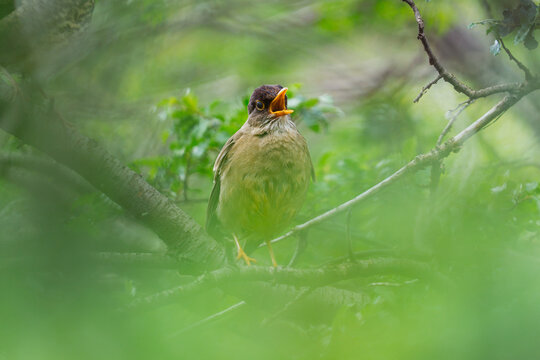 Singing Austral Thrush in Foliage