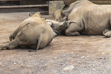 Three White Rhinoceroses Resting Together, Baby Cuddling with Mother © Anja