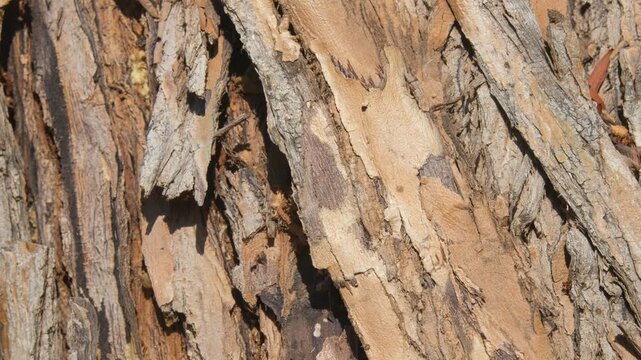 old wood texture background