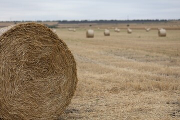 A large round hay bale in a harvested field with many other bales in the background landscape © Vlad Darii